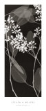 Buy Eucalyptus IV at AllPosters.com