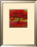 Acer