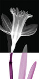 Buy Stem I at AllPosters.com