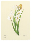 Buy White Tuberose, c.1833 at AllPosters.com