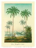 Coconut Palm Trees, 1854