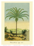 Buy Maximiliana Palm Tree, Botanical Illustration, c.1854 at AllPosters.com