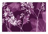 Buy Eucalyptus Branches at AllPosters.com