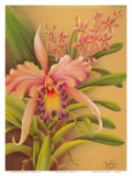 Buy Pink Cattleya Orchid Flower at AllPosters.com