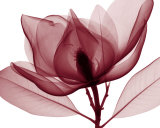 Red Magnolia I