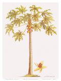 Buy Papaya Tree, Botanical Illustration, 18th Century at AllPosters.com