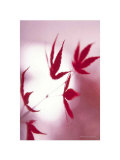 Buy Arrangement of the Leaves I at AllPosters.com