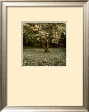Magnolia
