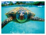 Honu, Hawaiian Sea Turtle