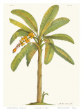 Banana Tree, 18th Century