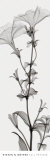 Tall Petunia