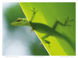 Here’s Looking at You Kid, Hawaiian Green Gecko