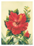 Red Hibiscus, Hawaiian Tropical Flower