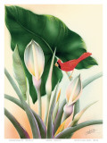 Hawaiian Red Cardinal, c.1940s