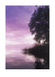 Buy Idyllic Lake III at AllPosters.com