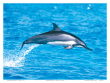Hawaiian Spinner Dolphins
