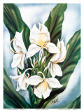 Hawaiian White Ginger, c.1940s