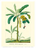 Banana Tree, Botanical Illustration, c.1855