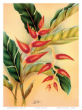 Buy Heliconia, Hawaiian Tropical Flower c.1940s at AllPosters.com