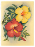 Hawaiian Hibiscus