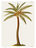 Coconut Palm Tree, 18th Century