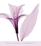 Alstromeria III