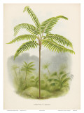 Buy Tree Fern, 18th Century at AllPosters.com