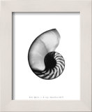 Buy Nautilus Shell at AllPosters.com
