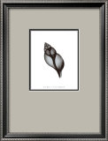 Tulip Shell