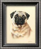 Pug