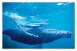 Hawaiian Humpback Mother and Calf
