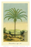 Maximiliana Palm Tree, Botanical Illustration, c.1854