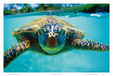 Honu, Hawaiian Sea Turtle