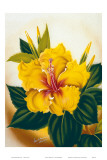 Hawaiian Yellow Hibiscus, c.1940s