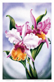 Hawaiian Pink Orchid, c.1940s