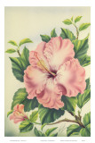 Hawaiian Pink Hibiscus, c.1940s