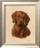 Buy Miniature Dachshund at AllPosters.com