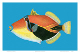 Humuhumu Engraving, Hawaii State Fish