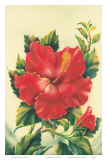 Red Hibiscus, Hawaiian Tropical Flower