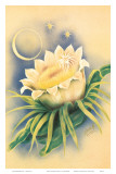 Hawaii Night Blooming Cereus, c. 1940s