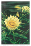 Blooming Cereus with Full Moon, Hawaii