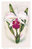 Hawaiian Cattleya Orchid