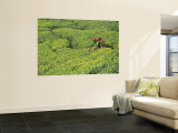 Buy Tea Plantation, Kerala, Southern India at AllPosters.com