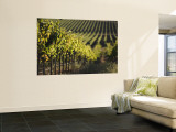 Vineyard, Napa, Napa Valley, California, USA