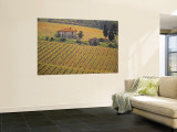 Vineyard, Greve in Chianti, Tuscany, Italy
