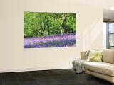 Bluebells in Woods, Springtime