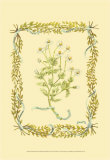 Buy Chamomile at AllPosters.com