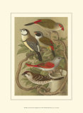 Buy Petite Songbirds II at AllPosters.com