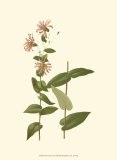 Native Beauty I