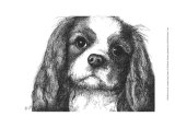 Louie the Cavalier King Charles